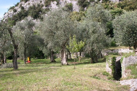 Der Olivenhain in dem wir selbst Oliven ernten