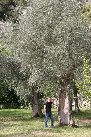 Jahrhunderte alte Olivenbäume am Gardasee