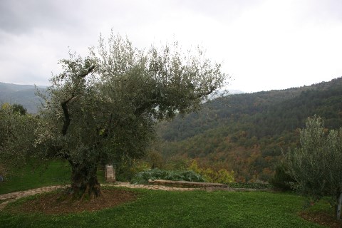 Olivenöl Extra Vergine, handgelesen und unverzüglich gepresst aus Istrien