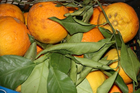 Super süße Orangen aus Apulien