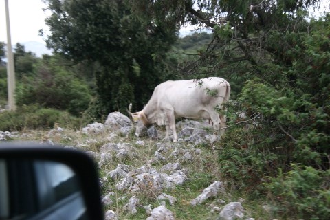 Rinder neben der Straße im Gargano